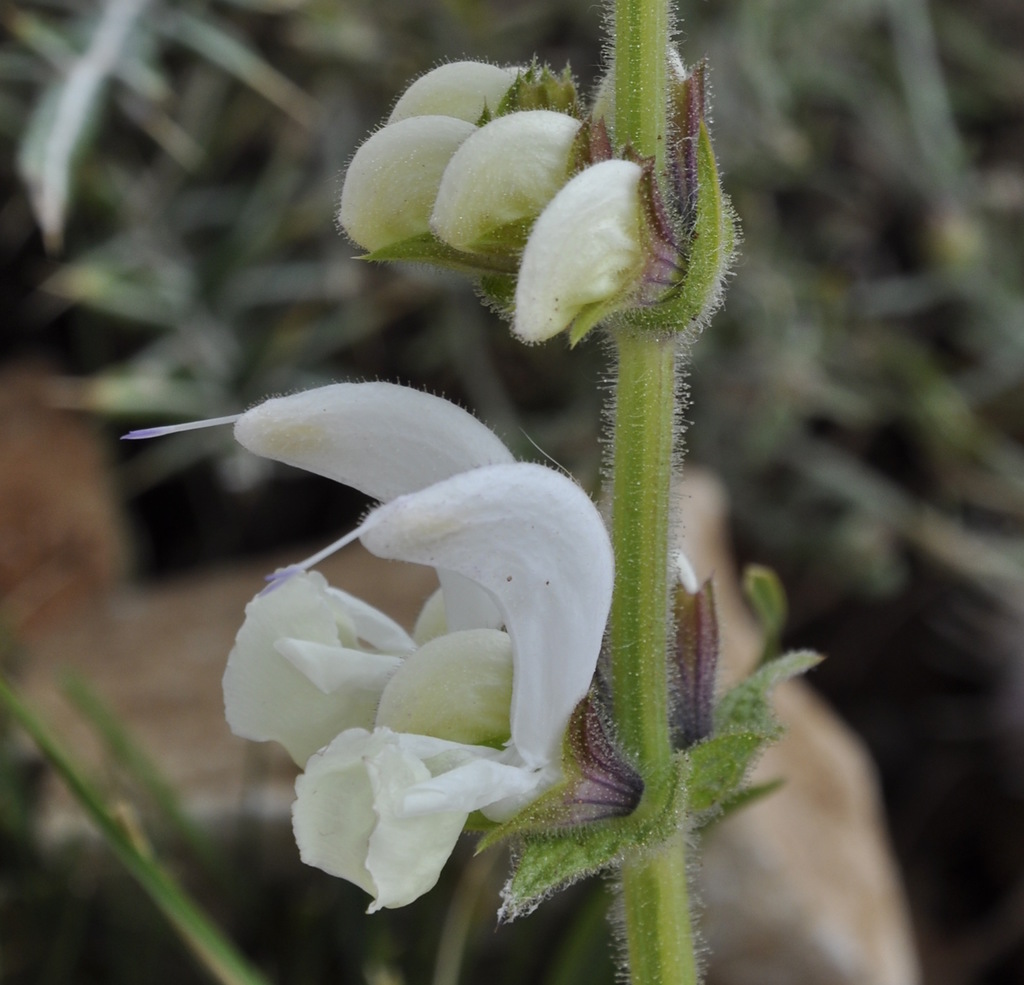 Изображение особи Salvia argentea.