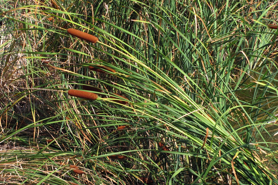 Image of Typha laxmannii specimen.
