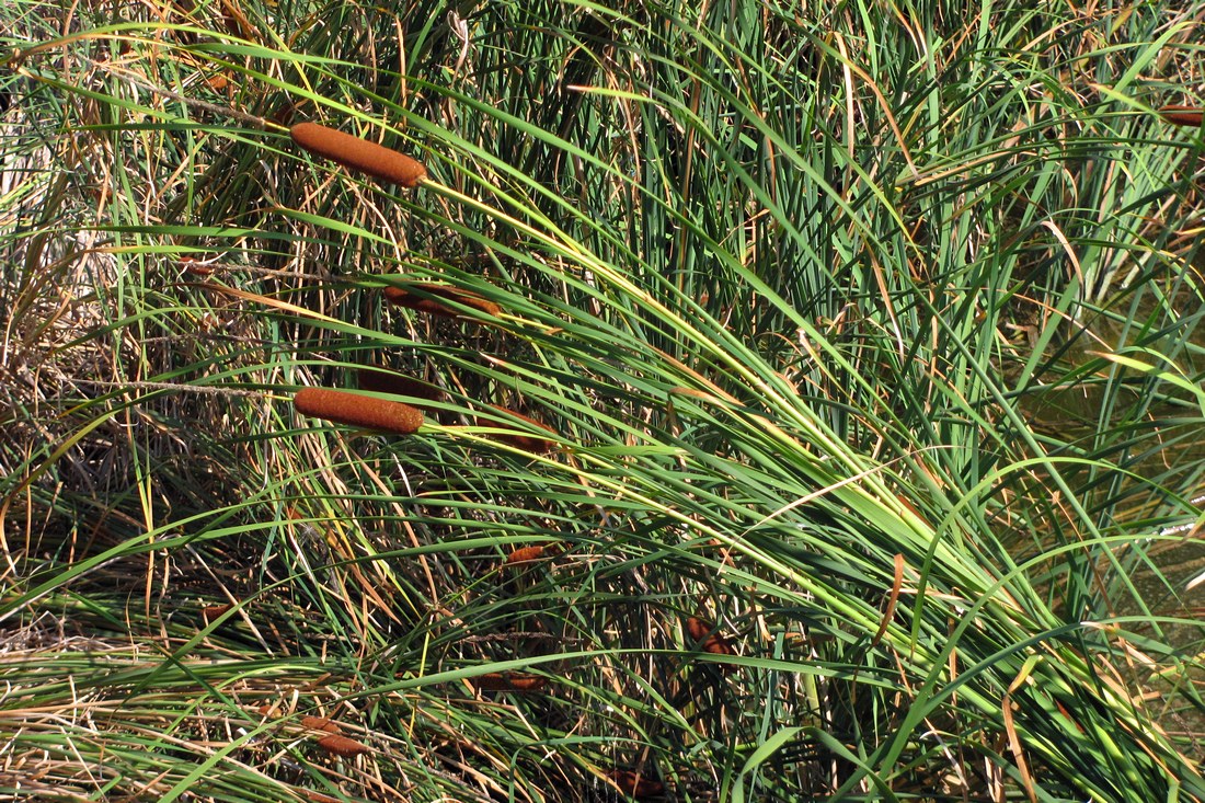 Изображение особи Typha laxmannii.