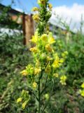 Linaria ruthenica