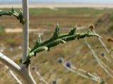 Echinops ruthenicus. Часть побега. Краснодарский край, м/о Анапа, окр. ст. Благовещенская, Витязевский лиман, степь на берегу лимана. 16.08.2013.