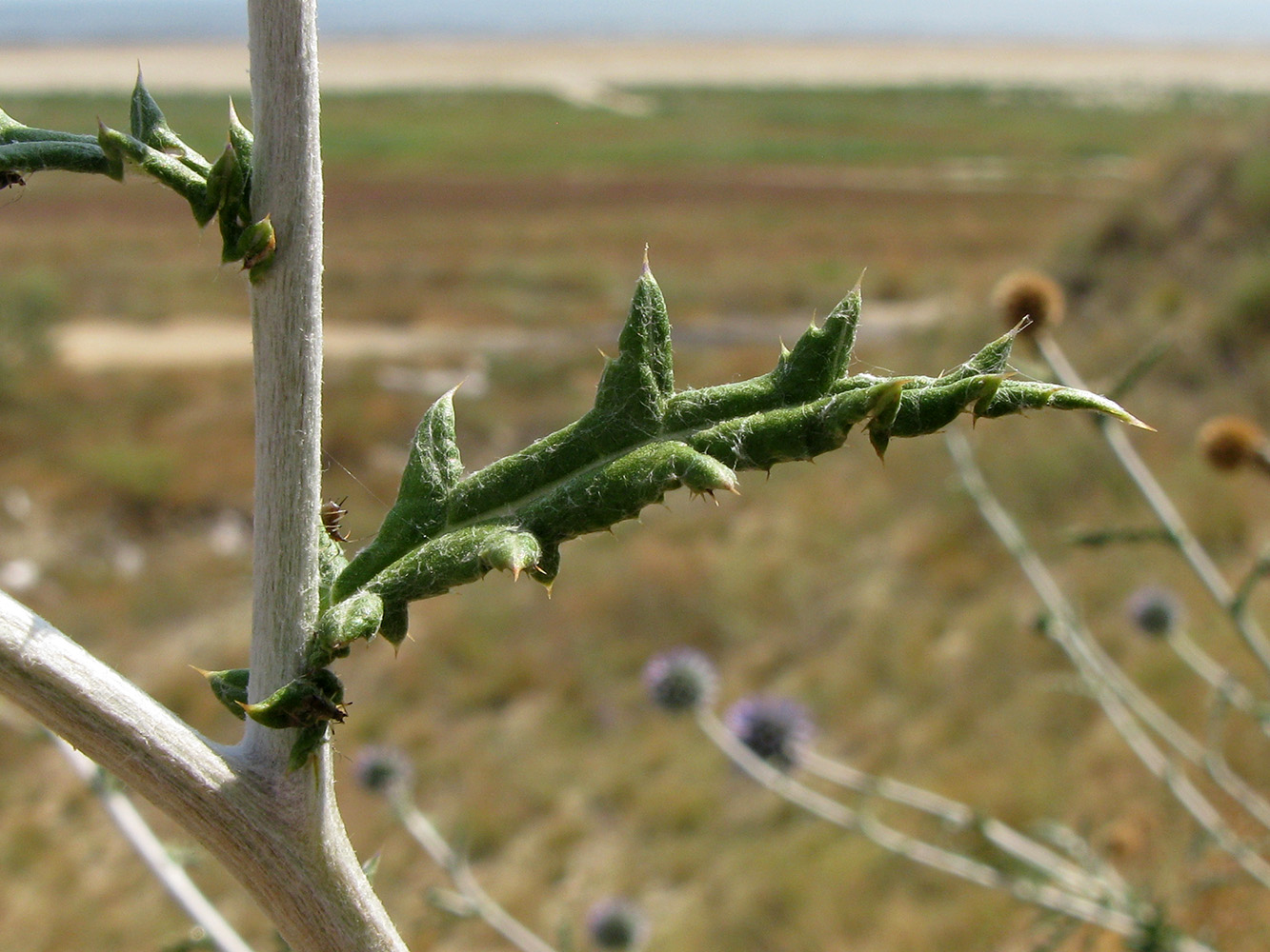 Image of Echinops biebersteinii specimen.