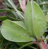 Oenothera macrocarpa