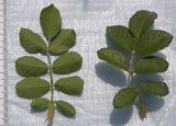 Rosa gallica
