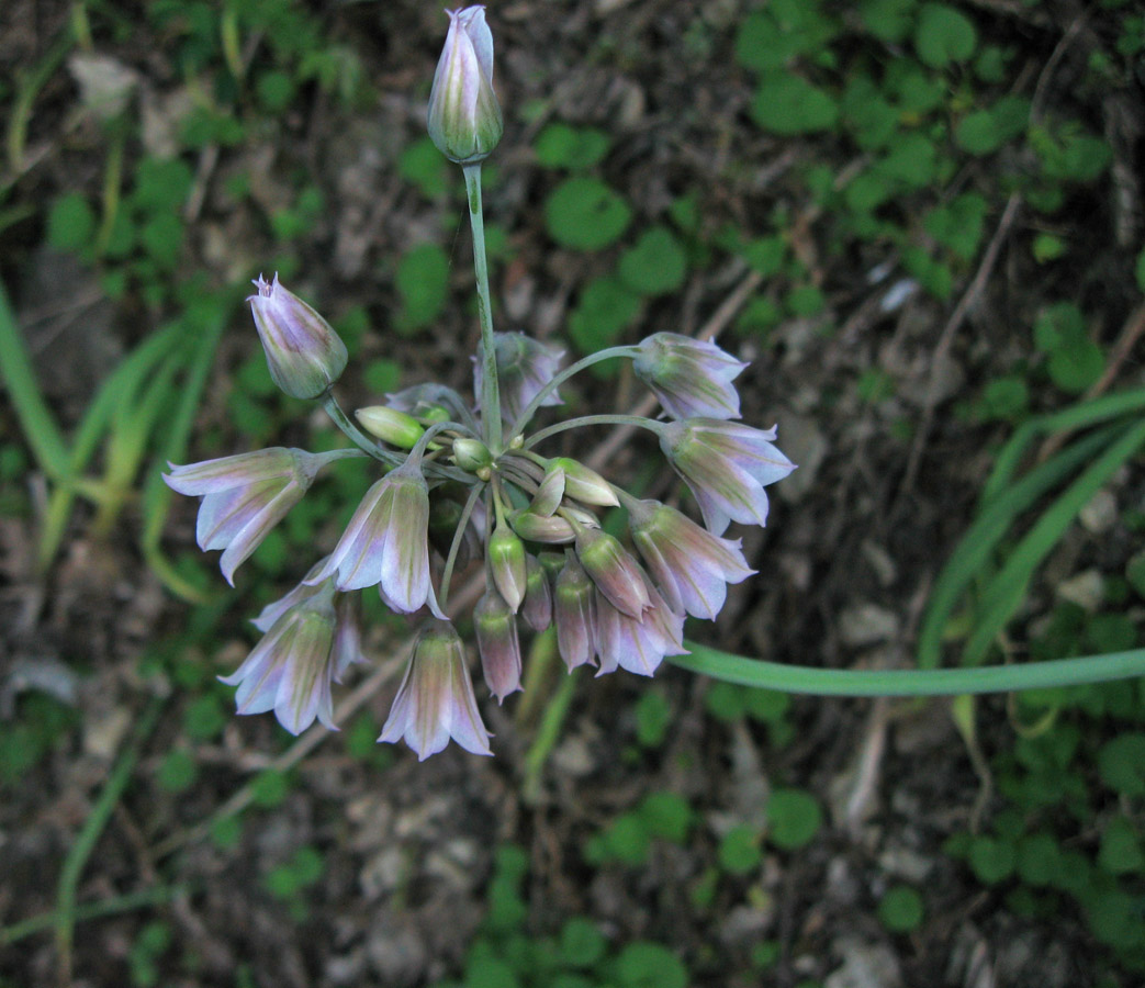 Изображение особи Nectaroscordum bulgaricum.