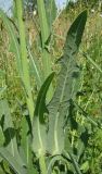 Sonchus arvensis ssp. uliginosus