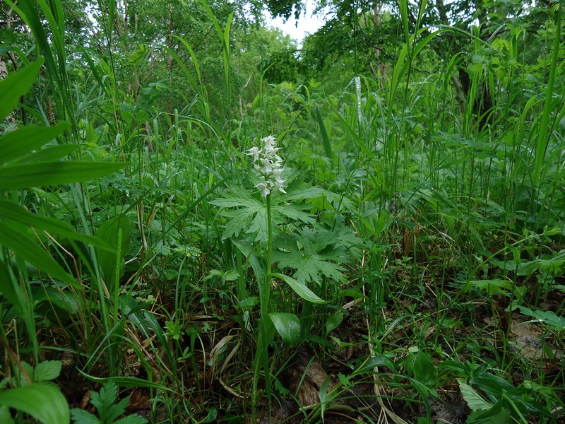 Изображение особи Dactylorhiza aristata.