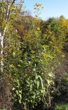 Helianthus tuberosus