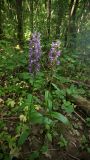 Dactylorhiza urvilleana