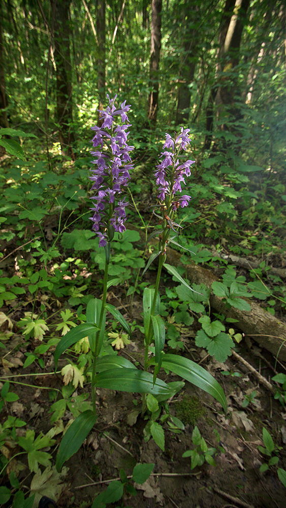 Image of Dactylorhiza urvilleana specimen.