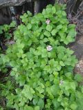 Rubus arcticus