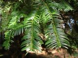 Cephalotaxus harringtonia