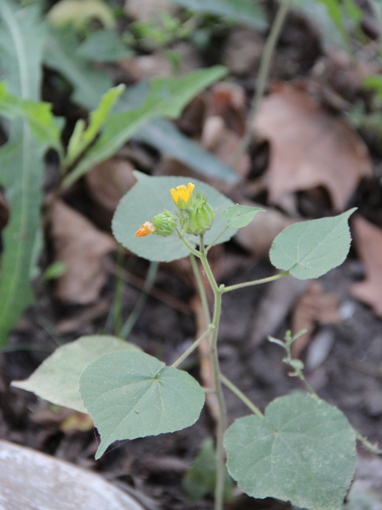 Изображение особи Abutilon theophrasti.