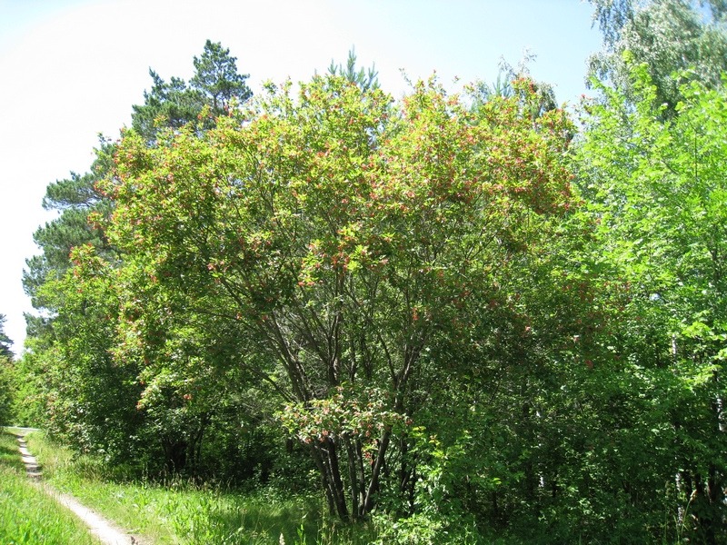 Image of Acer tataricum specimen.