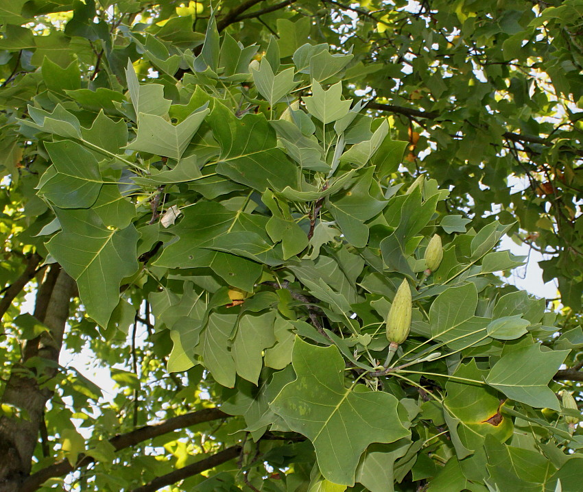 Изображение особи Liriodendron tulipifera.