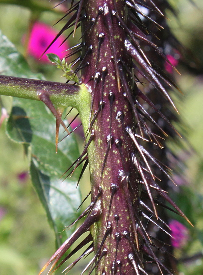 Image of Solanum atropurpureum specimen.