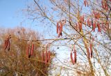 Alnus incana