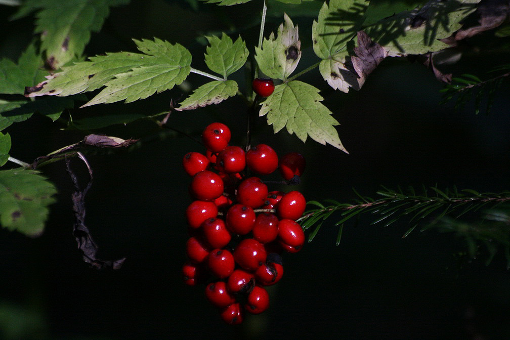 Изображение особи Actaea erythrocarpa.