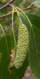 Betula borysthenica