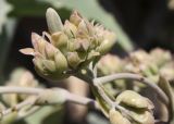 Kalanchoe beharensis