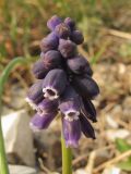 Muscari neglectum. Соцветие. Краснодарский край, г. Новороссийск, приморский береговой склон. 01.03.2014.