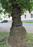 Acer negundo. Нижняя часть ствола с капами. Москва, в озеленении. Июнь 2013 г.