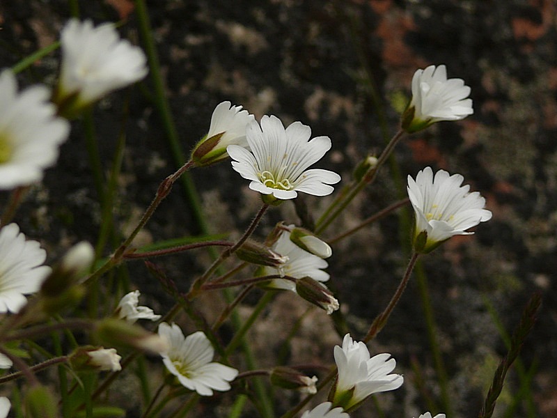 Изображение особи Cerastium alpinum.