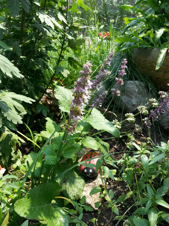 Image of Salvia verticillata specimen.