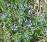 Veronica krylovii