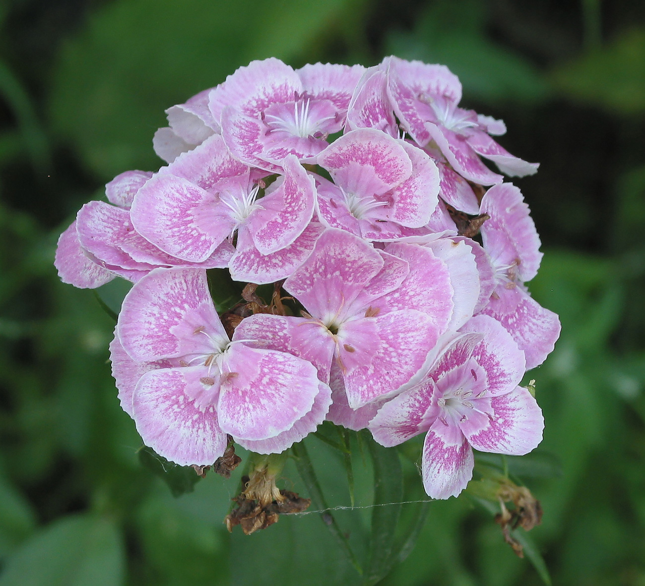 Изображение особи Dianthus barbatus.