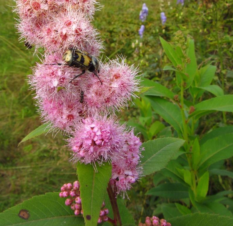 Image of Spiraea salicifolia specimen.