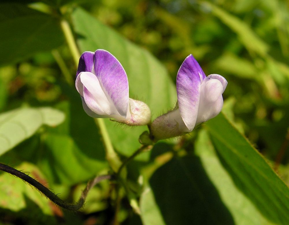 Image of Amphicarpaea japonica specimen.