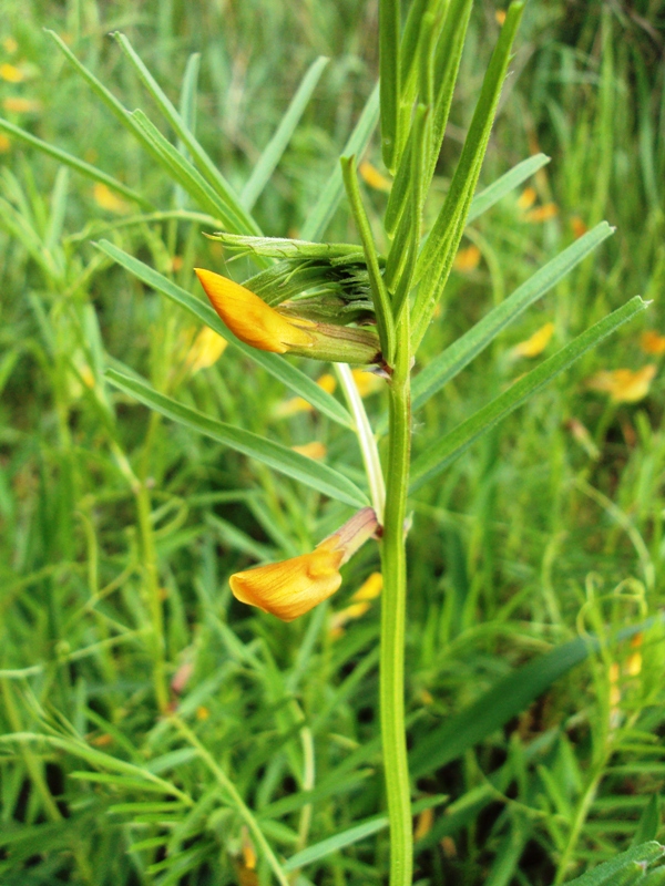 Image of Vicia biebersteinii specimen.