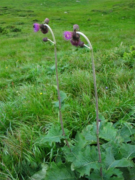 Изображение особи Cirsium waldsteinii.