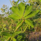 Dorycnium graecum