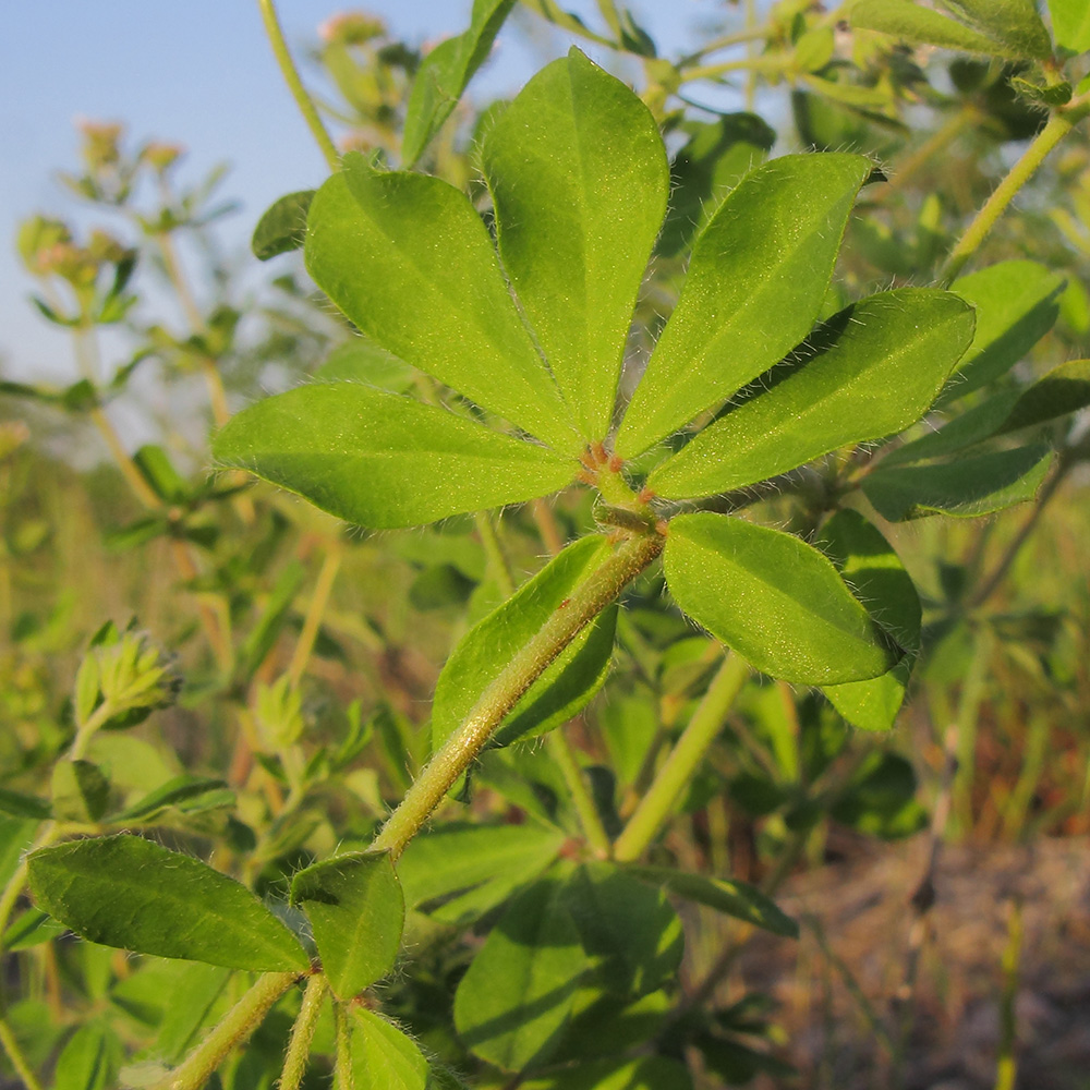 Изображение особи Dorycnium graecum.