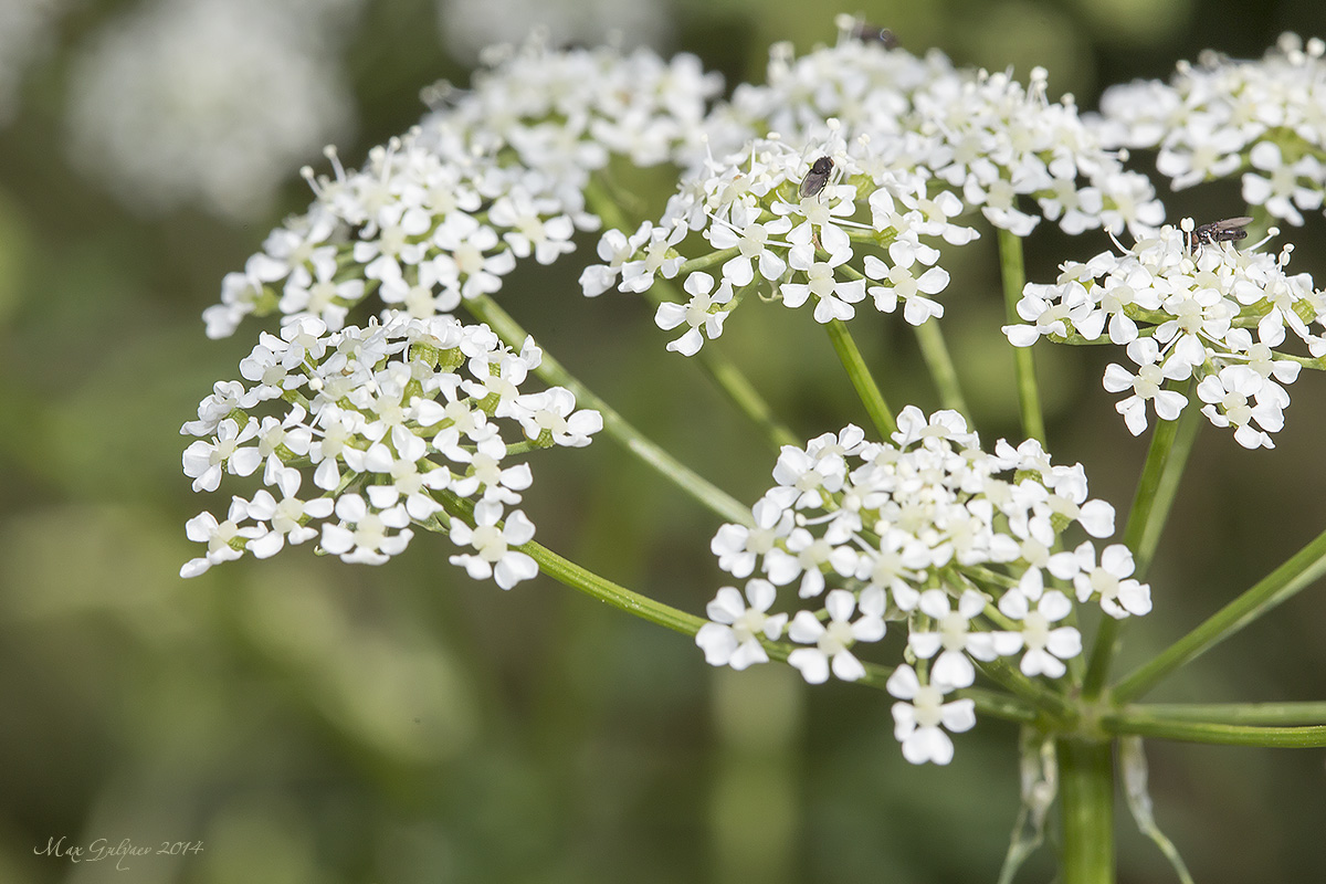 Изображение особи Conium maculatum.