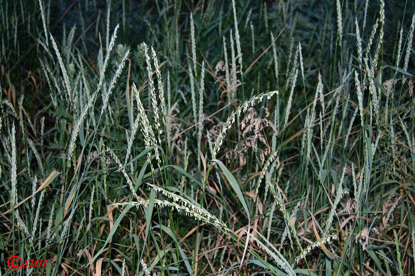 Image of Elytrigia repens specimen.