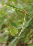 Image of taxon representative. Author is Сергей Одинец