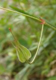 Geranium columbinum