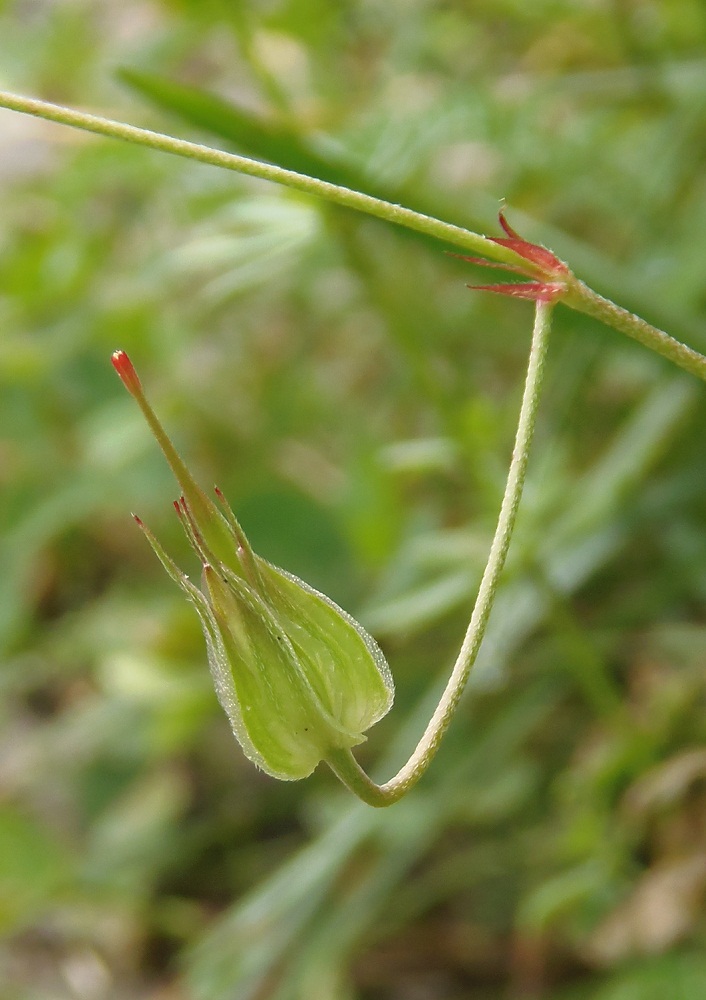 Image of Geranium columbinum specimen.