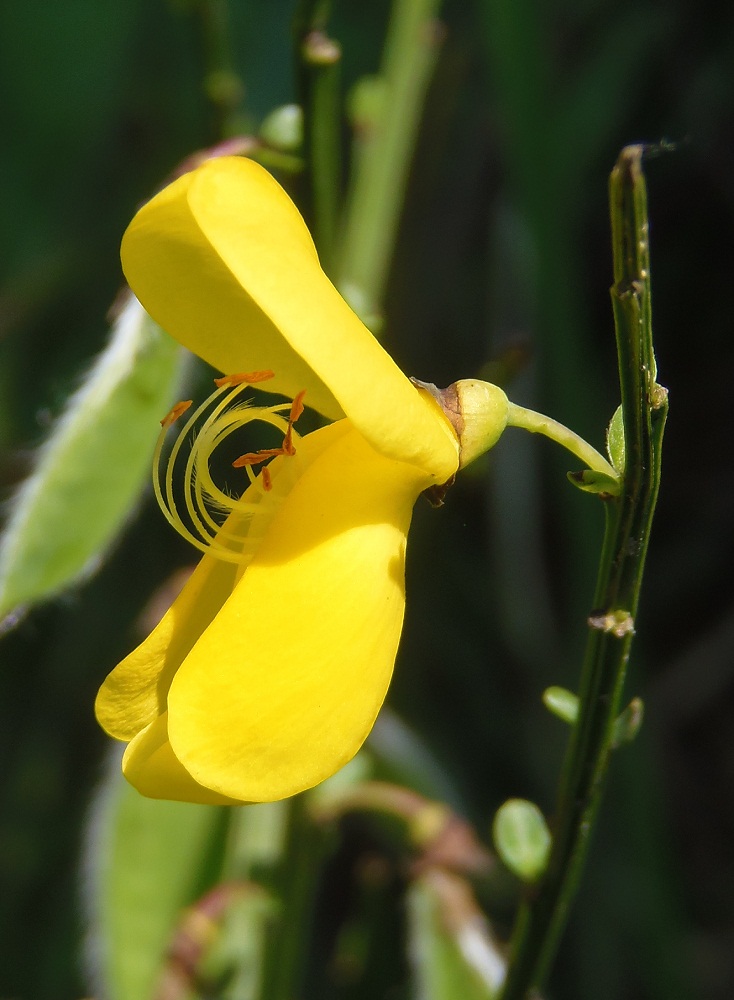 Изображение особи Sarothamnus scoparius.