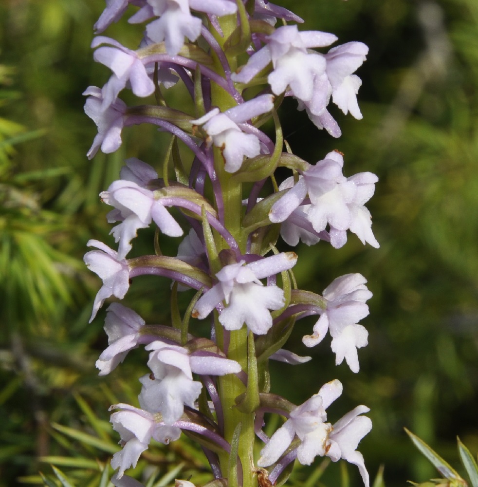 Image of Gymnadenia conopsea specimen.