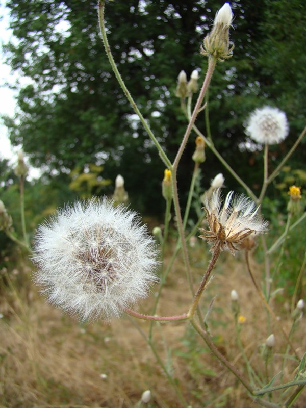 Изображение особи Crepis foetida.