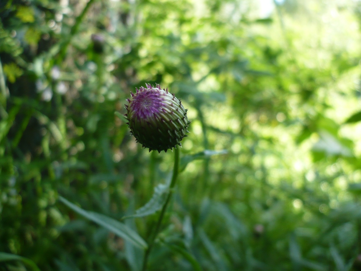 Image of Cirsium serratuloides specimen.