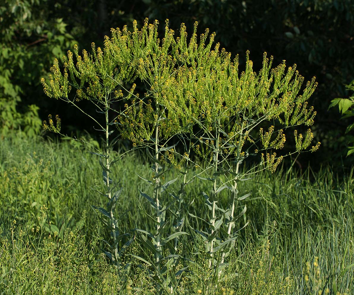 Image of Isatis campestris specimen.