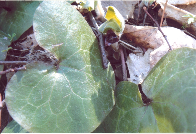 Изображение особи Asarum europaeum.