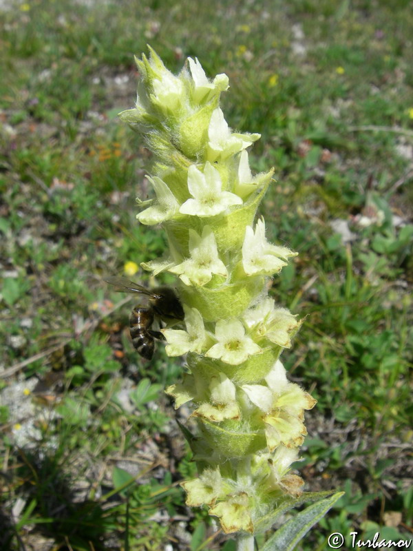 Image of Sideritis catillaris specimen.