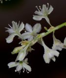 Fallopia baldschuanica