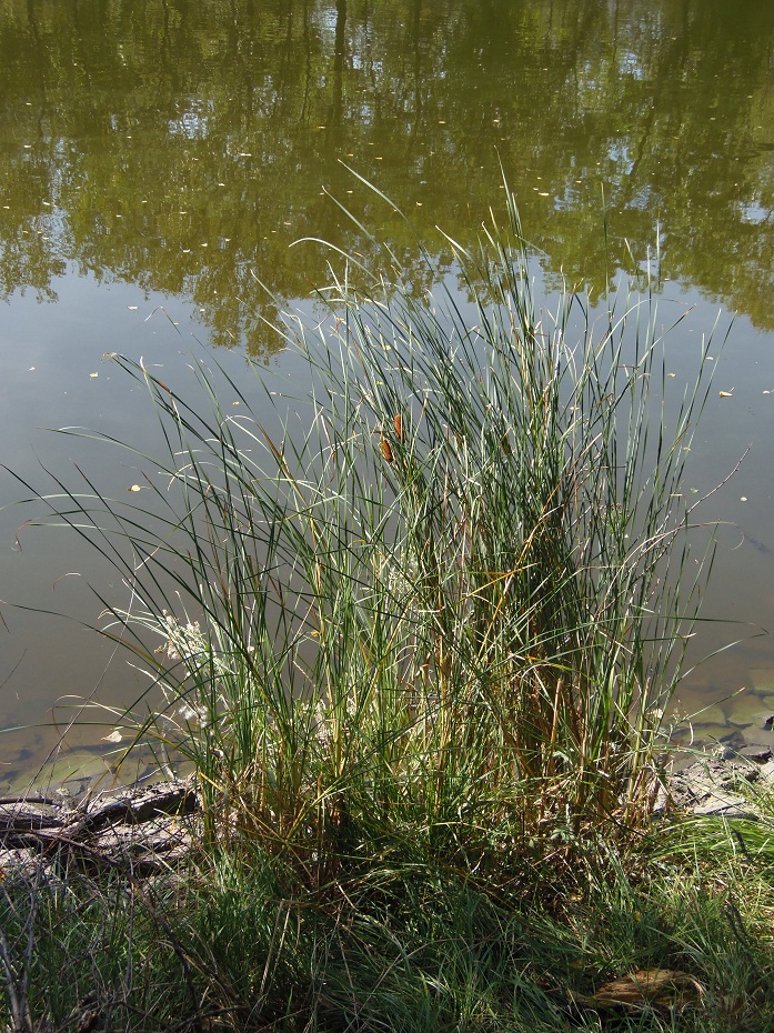 Изображение особи Typha laxmannii.